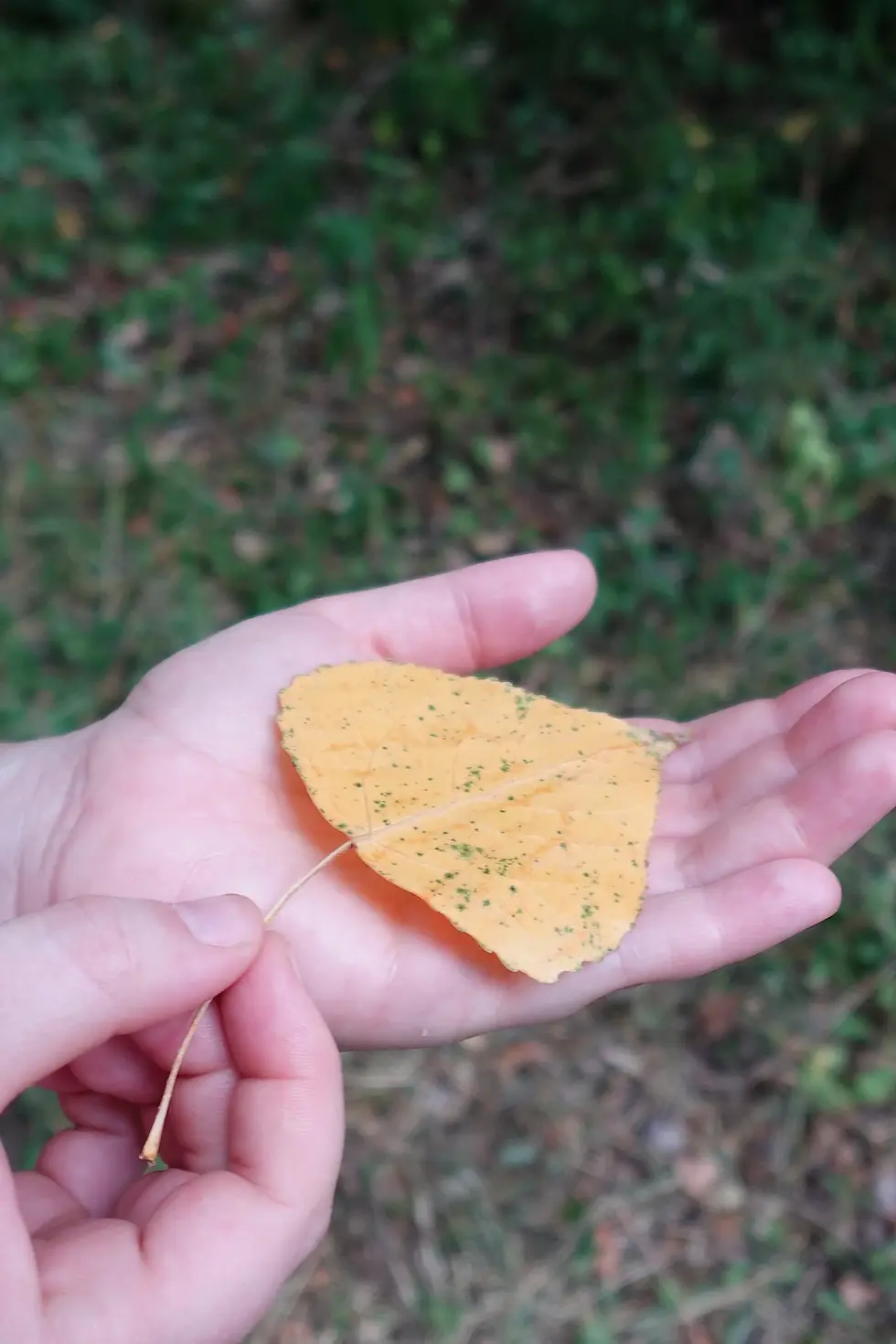 Mano sosteniendo una hoja amarilla de otoño en la naturaleza, representando la transición estacional en Flor de Agua, Barcelona.