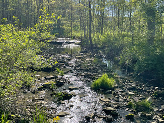 Summer Creek