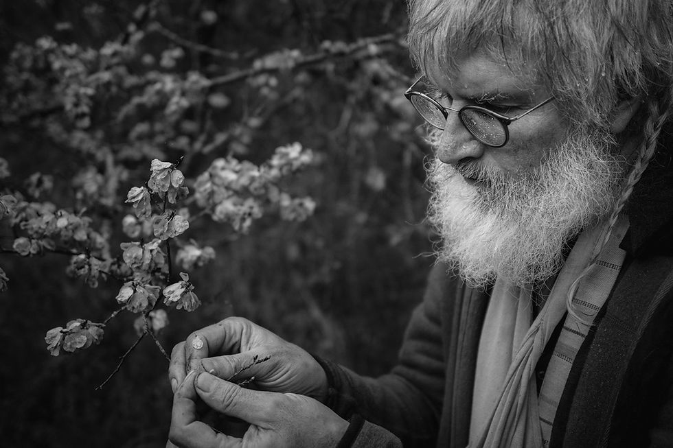 Guy Lalière observant des fruits d’orme champêtre. Crédit photo : Emmanuel Boitier