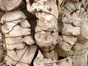 Cuerpo fragmentado: el ano