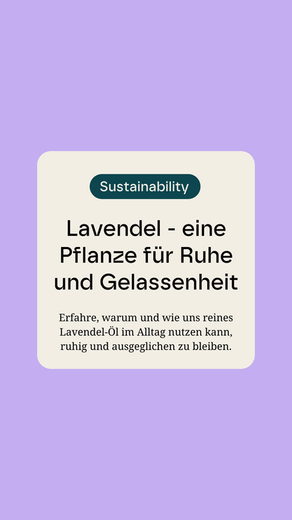 Lavender: Pflanze zur Beruhigung