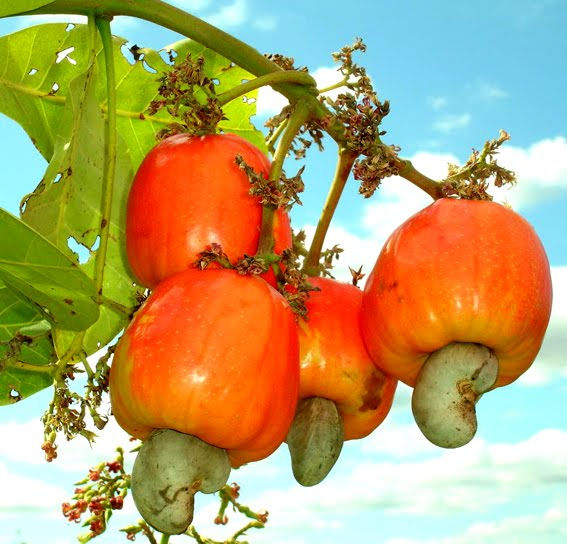 Organic certified Cashew Project Brazil