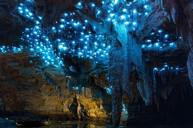 藍光蟲洞穴之旅Glowworm Caves 2.jpg