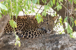 Leopard-1-Sri-Lanka-Inger-Vandyke