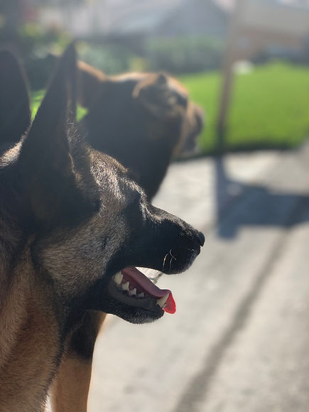 danieele dogs.jpeg
