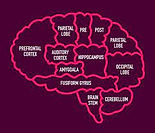 brain labeled.jpeg