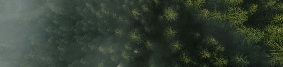 forest_mist_edited.jpg