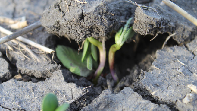 Healthy soil requires farmers to work with the land, not against it.