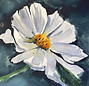 flor.jpg