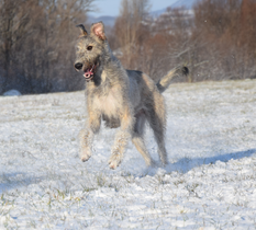 Irish Wolfhound