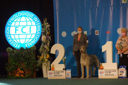 Dog Show