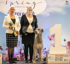 Dog Show