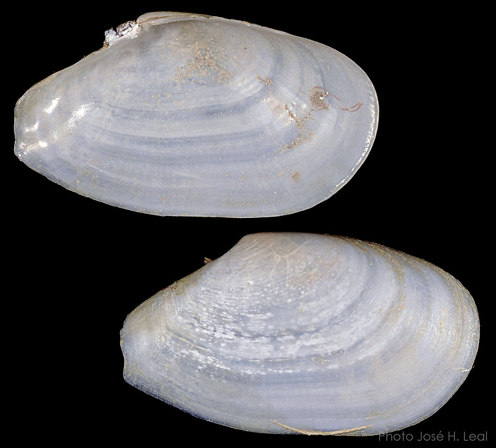 The Elongated Macoma, Macoploma tenta, from Captiva Island. Photo by José H. Leal