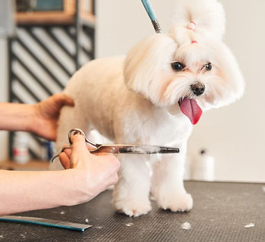 Untitled design (16).jpg