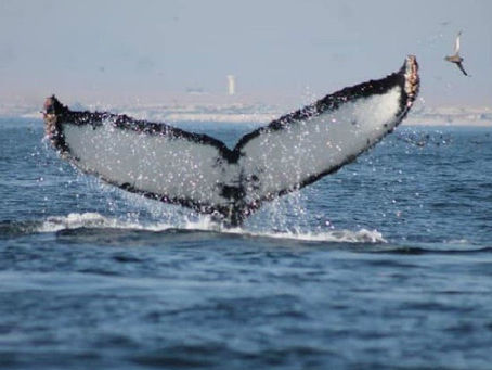 SUSCRIBEN INÉDITO ACUERDO QUE PROTEGE A LAS BALLENAS EN LA BAHÍA DE MEJILLONES