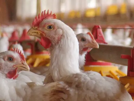 SACRIFICARÁN 40 MIL POLLOS TRAS DETECTAR PRIMER CASO DE GRIPE AVIAR EN PLANTA DE AGROSUPER