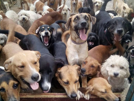 TURQUÍA: PODRÍAN SACRIFICAR 4 MILLONES DE PERROS CALLEJEROS SI NO ENCUENTRAN DUEÑO EN 30 DÍAS