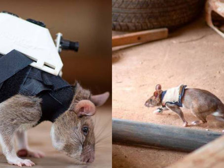 ENTRENAN A RATAS CON MOCHILAS PARA RESCATAR A SOBREVIVIENTES DE TERREMOTOS