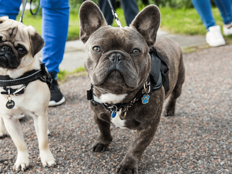 CORTE DE APELACIONES NEGÓ LA EXPULSIÓN DE MASCOTA DE UN RESIDENTE DE EDIFICIO