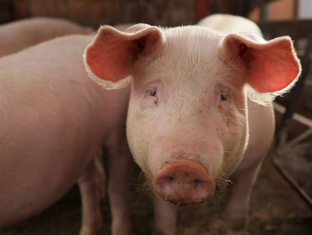 CIENTÍFICOS CHINOS LOGRAN REVIVIR CEREBRO DE CERDO UNA HORA DESPUÉS DE SU MUERTE