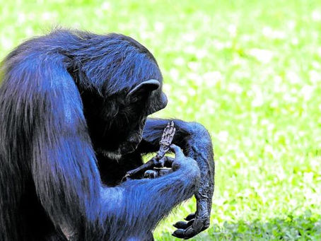 CHIMPANCÉ SOLTÓ CUERPO DE SU CRÍA DESPUÉS DE 7 MESES DE DUELO