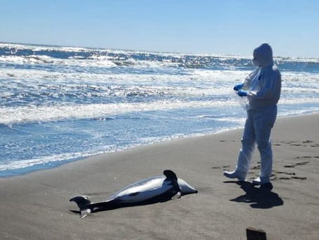 SERNAPESCA CONFIRMA QUE DOS DELFINES DIERON POSITIVO A GRIPE AVIAR