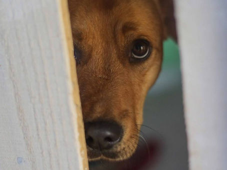 MUERE HOMBRE ACUSADO DE VIOLAR A SUS PERROS EN VALPARAÍSO