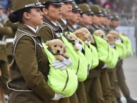 PERROS QUE PASARÁN A RETIRO Y CACHORROS DE CARABINEROS SE LUCIERON EN LA PARADA MILITAR