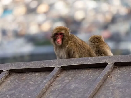 ATAQUE DE MONOS DEJA CERCA DE 40 HERIDOS EN JAPÓN