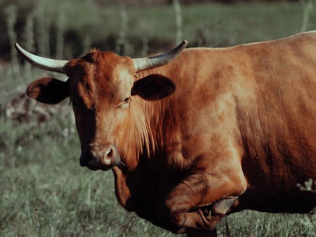 NIÑA DE 6 AÑOS SE ENCUENTRA GRAVE TRAS SER GOLPEADA POR UN BUEY EN LOS ÁNGELES