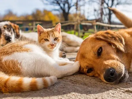 PROYECTO QUE RECONOCE A LOS ANIMALES COMO SERES SINTIENTES ES DESPACHADO A SALA DE LA CÁMARA
