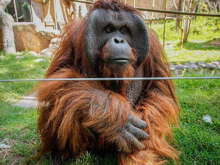 CORTE SUPREMA RECHAZÓ LIBERAR A ORANGUTÁN EN CAUTIVERIO QUE VIVE EN BUIN ZOO