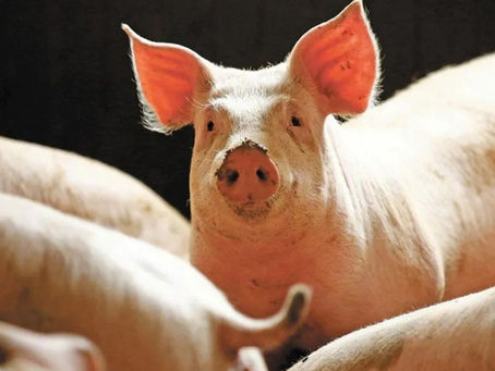 CERDO MATÓ A CARNICERO QUE LO INTENTÓ SACRIFICAR EN UN MATADERO EN HONG KONG