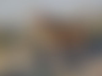 CÁMARA DE DIPUTADOS Y DIPUTADAS RECHAZA PROYECTO QUE AUTORIZABA LA CAZA DE PERROS ASILVESTRADOS