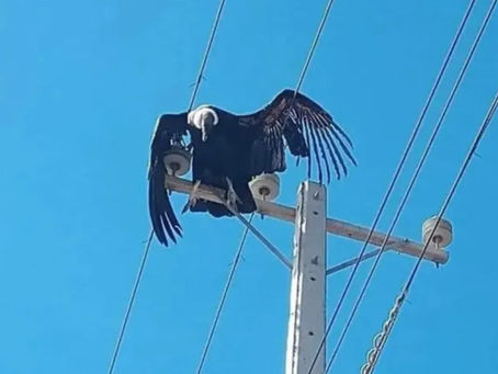 CÓNDOR MUERE ELECTROCUTADO EN POSTE DE ALTA TENSIÓN EN ILLAPEL: ESPECIE ESTÁ EN PELIGRO DE EXTINCIÓN