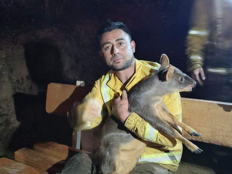 BRIGADISTAS RESCATAN A UN PUDÚ Y UN MONITO DEL MONTE EN INCENDIO FORESTAL EN LA ARAUCANÍA