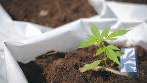 20 Medical Benefits of Marijuana You Probably Never Knew