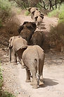 safari, elephant, Natron
