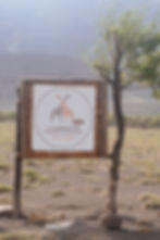MAASAI GIRAFFE SPOTLIGHT