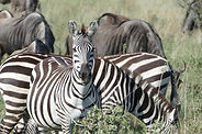 ngorongoro, Natron, serengeti,safari