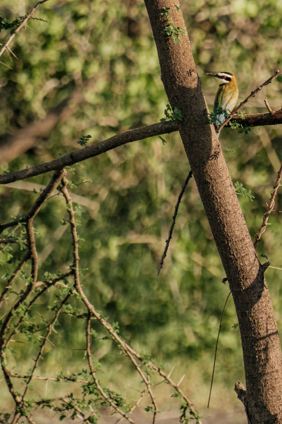 tanzania-2023-24-maasai-girafe-selection-lake-walk-7