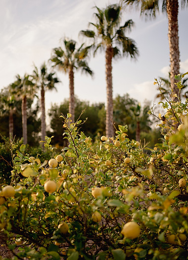 Foto citroenen Kasper.JPG