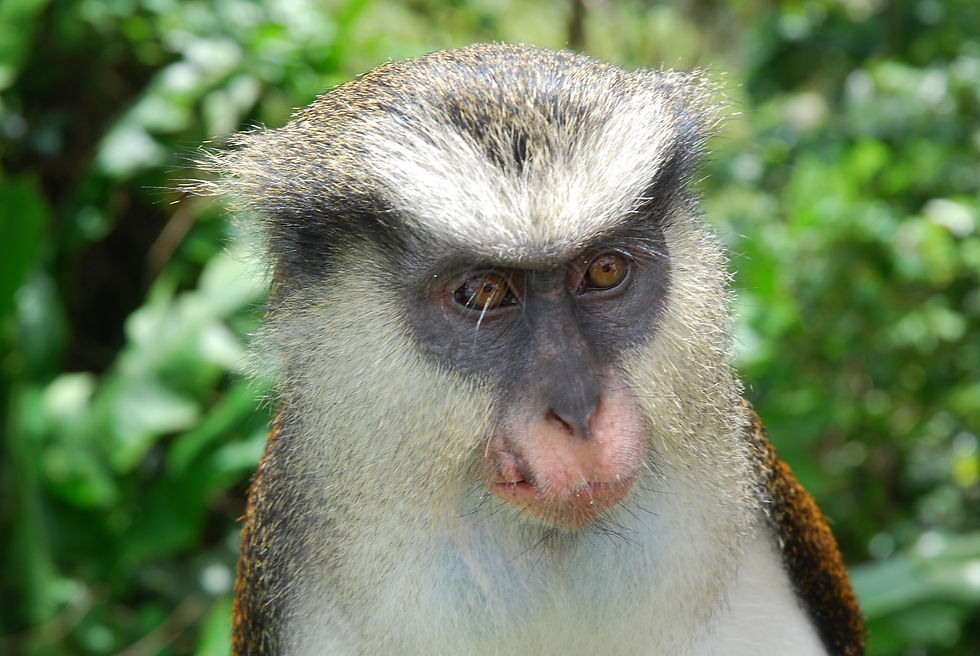 Grenada