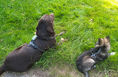 Welpe und erwachsener Hund liegen nebeneinander auf Wiese