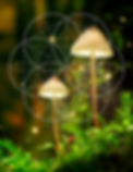 MagicMushrooms.png