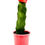 Thumbnail: Moon Cactus - Grafted cactus