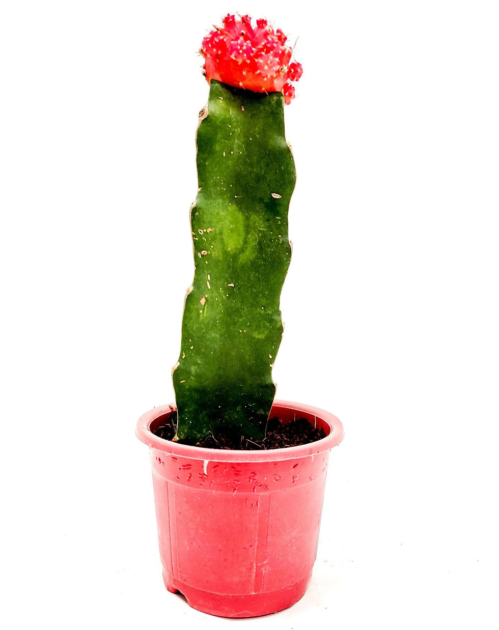 Moon Cactus - Grafted cactus