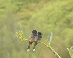 Bulbul à ventre rouge à Moorea