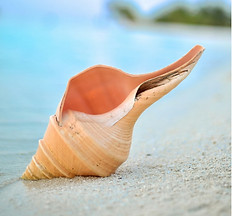 The glow of dawn at sea illuminates delicate jewelry made of shells and pearls, evoking handcrafted pieces.