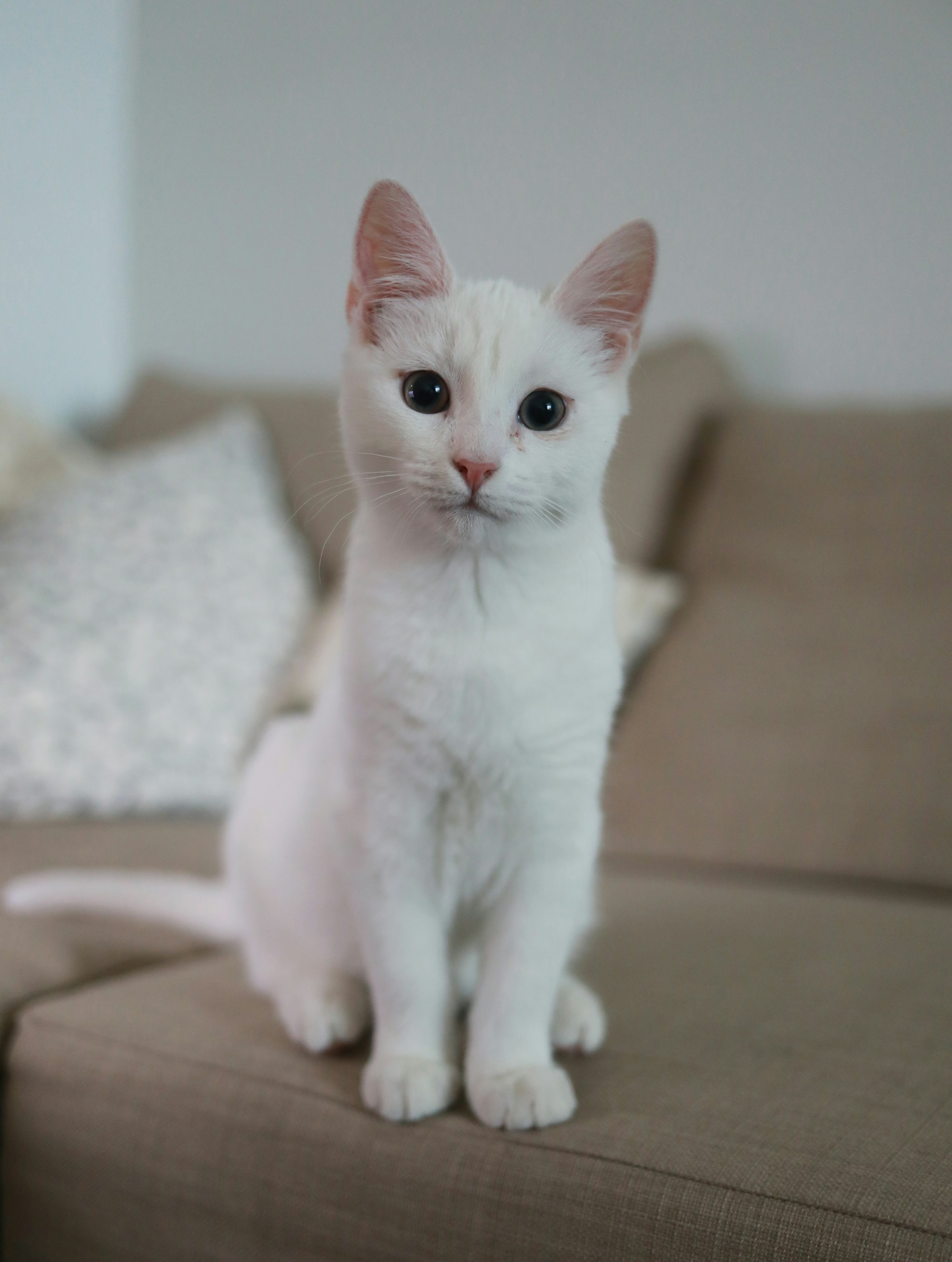 Illustrative example photo: a white cat sitting on a beige sofa. Licensed stock image, not a Paws Forward animal.